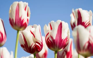 Картинка Белые с красным тюльпаны на фоне голубого неба