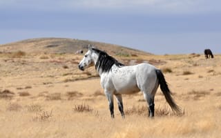 Картинка Белый конь с черной гривой пасется на сухой траве