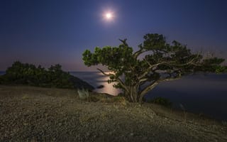 Обои Большое зеленое дерево на берегу утеса при свете луны ночью