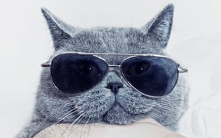 Картинка Британский кот в очках