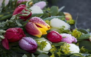 Картинка Букет нежных тюльпанов покрыт инеем