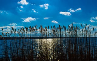 Картинка Камыш в реке под красивым голубым небом