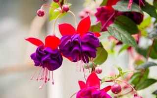 Обои Красивые фиолетовые цветы фуксии