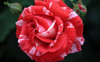 Картинка Красивая необычная роза с бутоном в каплях росы