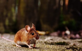 Картинка Маленький мышонок на земле в лесу