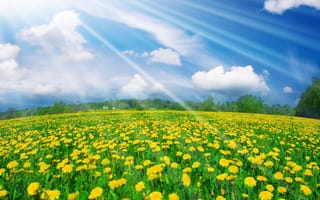 Картинка Поляна с желтыми одуванчиками под солнцем