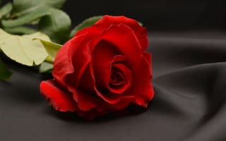 Обои Красная роза на сером фоне