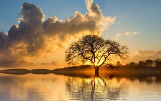 Картинка Солнце пробивается сквозь ветки дерева в облачном небе