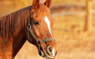 Картинка Морда коричневой лошади
