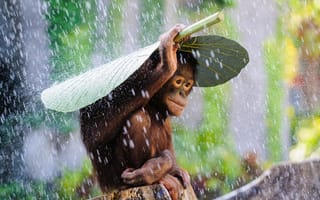 Картинка Орангутанг сидит под большим зеленым листом под дождем