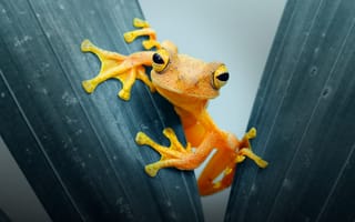 Картинка Оранжевая лягушка сидит на листе