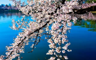 Картинка Цветущая ветка сакуры над озером весной