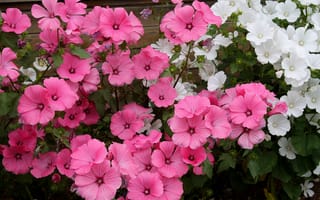 Картинка Розовые и белые садовые цветы лаватера