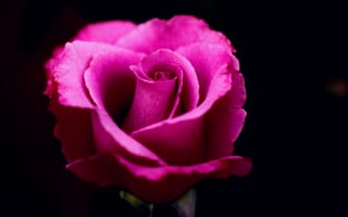 Обои Розовая роза на черном фоне крупным планом