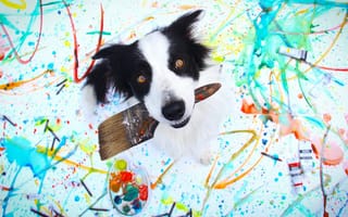 Картинка Собака породы бордер колли с кисточкой в пасти