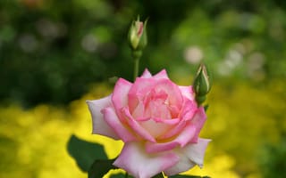 Картинка Розовая роза с двумя бутонами крупным планом