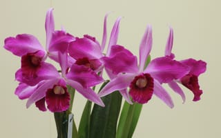 Картинка Розовые цветы орхидеи на сером фоне