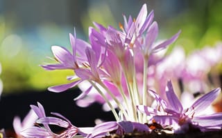 Картинка Сиреневые нежные весенние цветы крокусы крупным планом