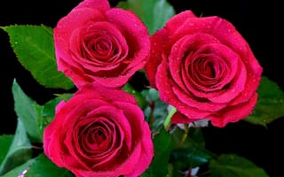 Картинка Три красивых розовых розы в каплях воды