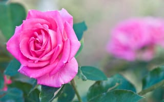 Картинка Садовая розовая роза крупным планом