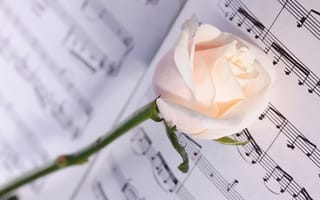 Картинка Нежная кремовая роза лежит на нотах