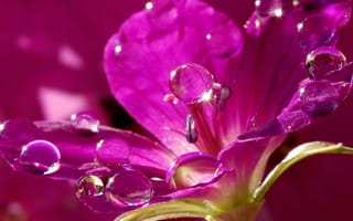 Картинка Красивый нежный сиреневый цветок в каплях воды