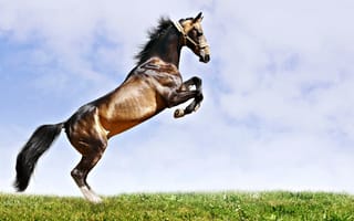 Картинка Прыжок красивого коня на зеленой траве