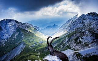 Обои Горный козел лежит на камнях в горах на фоне неба
