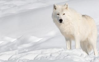 Обои Белый волк стоит на холодном снегу