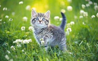 Картинка Маленький серый котенок гуляет по зеленой траве