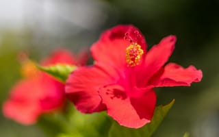 Картинка Красный цветок гибискуса в лучах солнца крупным планом