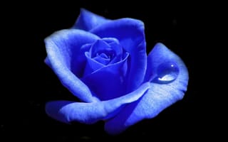 Картинка Голубая роза с каплей росы на лепестке