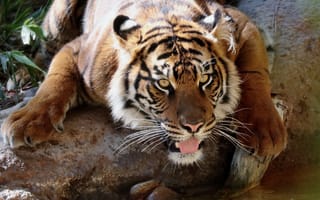 Картинка Большой тигр у водопоя