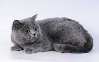 Картинка Большой британский кот на сером фоне