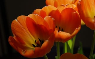 Картинка Оранжевые тюльпаны крупным планом