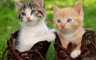 Картинка Два маленьких милых котенка сидят в ботинках