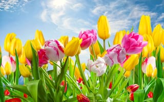 Картинка Разноцветные тюльпаны на фоне голубого неба с солнцем