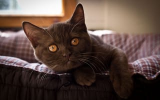Картинка Красивый коричневый котенок