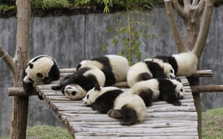 Картинка Маленькие милые панды спят на деревянном мосту