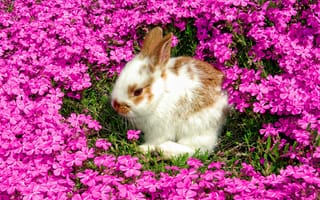 Картинка Декоративный кролик сидит в красивых розовых цветах