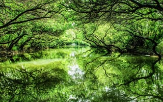Картинка Зеленые деревья отражаются в реке
