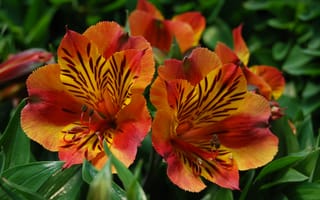 Картинка Красивые цветы альстрёмерия тигрового окраса