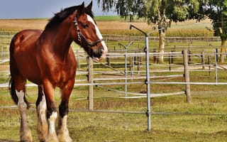 Картинка Красивый коричневый конь на ферме