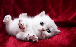 Картинка Маленький пушистый котенок турецкой ангоры