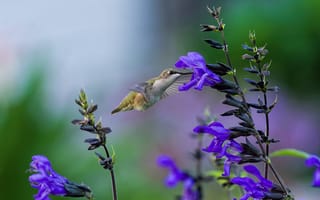 Картинка Птица колибри у фиолетового цветка