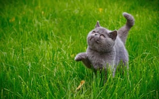 Обои Серый котенок британец гуляет по зеленой траве