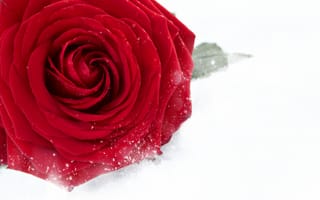 Картинка Красная крупная роза в снегу