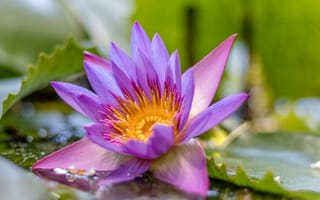 Картинка Сиреневый цветок лотоса в воде