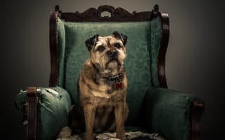 Картинка Собака породы Бордер-терьер сидит в кресле