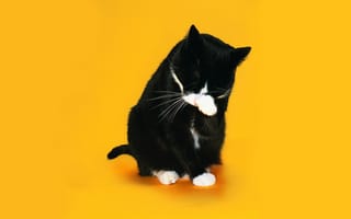 Картинка Черно белый кот умывается на желтом фоне